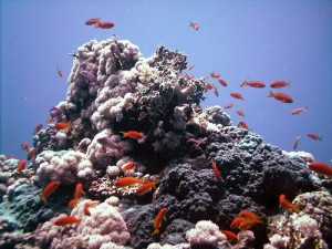 marsa_alam2222